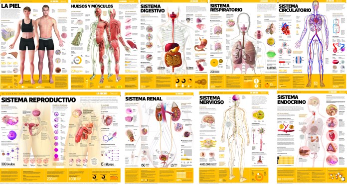 The collection of posters of the Human Body. 